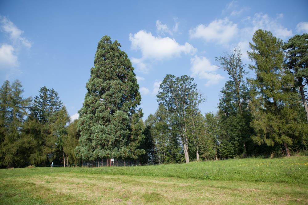 Se modernizează drumul de acces spre Arborele de Sequoia din comuna Săcuieu
